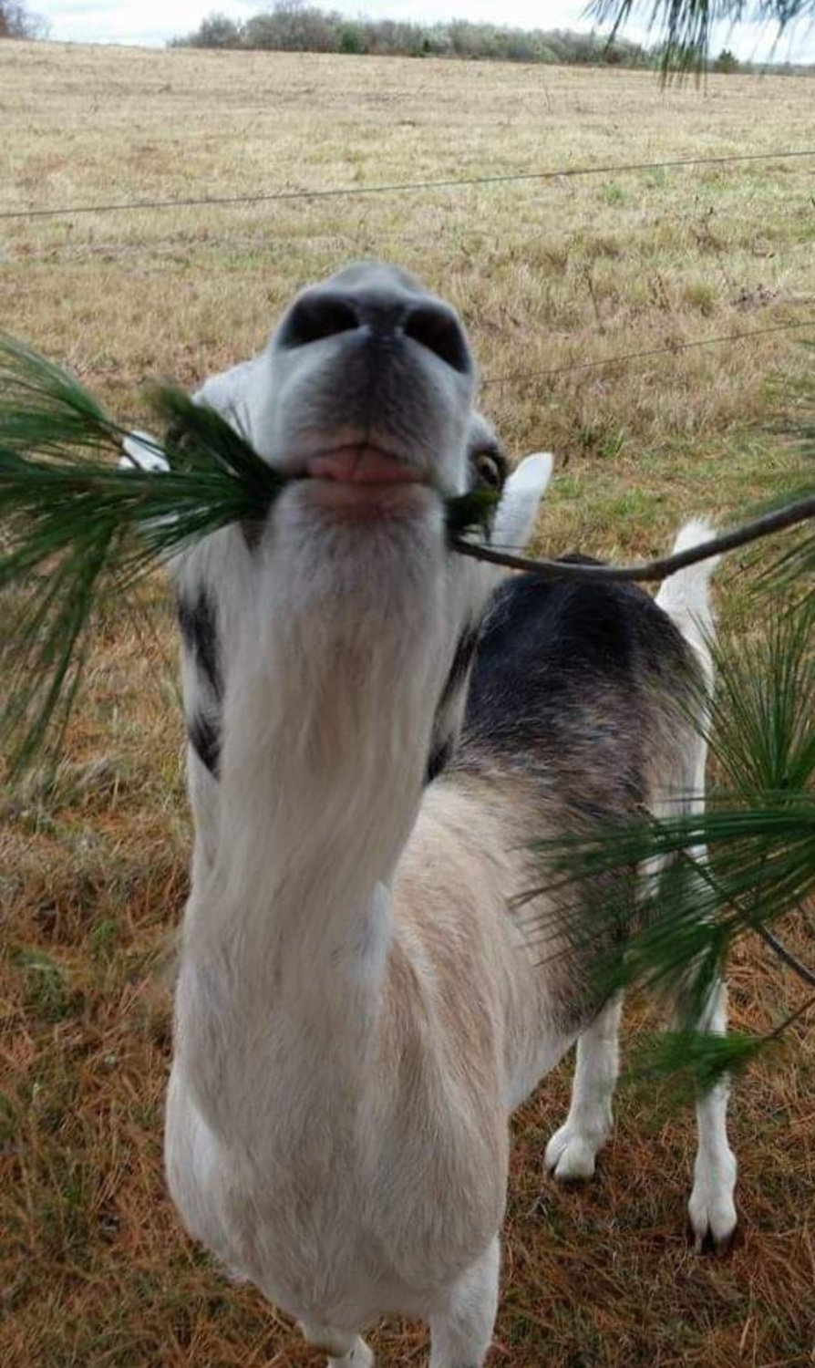 Floyd enjoyed eating all types of snacks. He's munching on some pine needles here. These are safe for goats and donkeys to have in moderation.